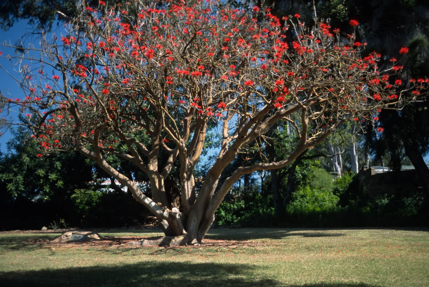 Erythrina coralloides