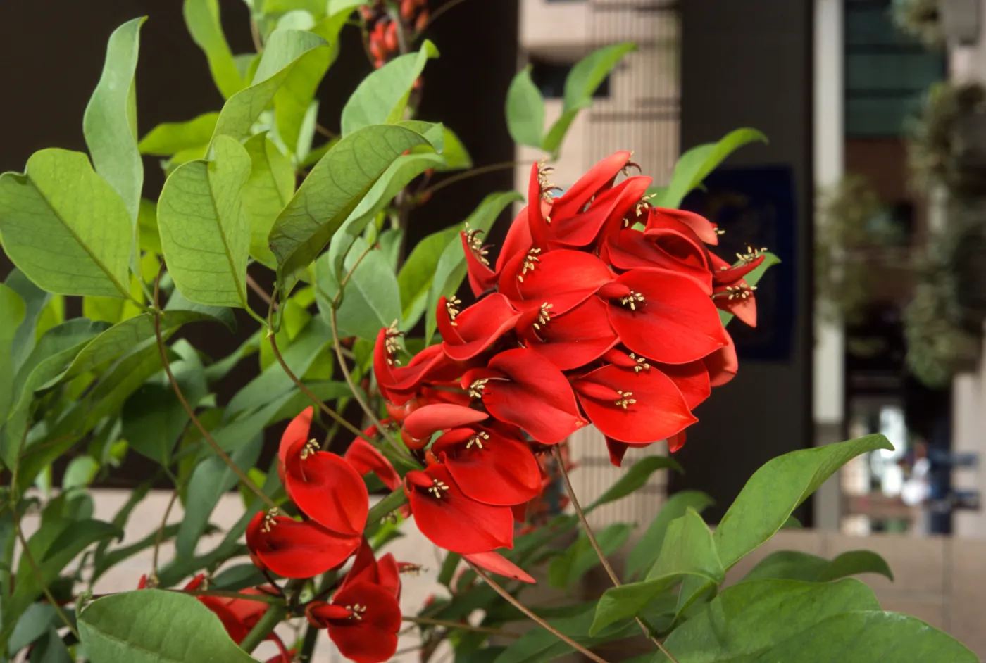 Erythrina crista-galli