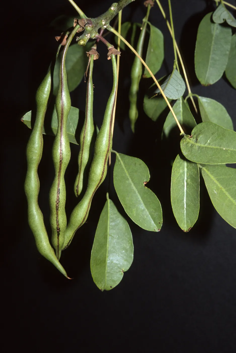 Erythrina crista-galli