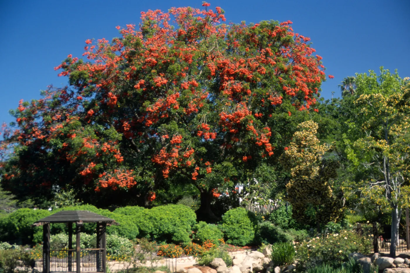 Erythrina falcata