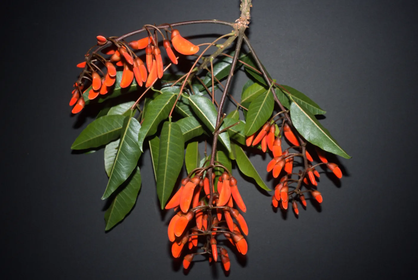 Erythrina falcata