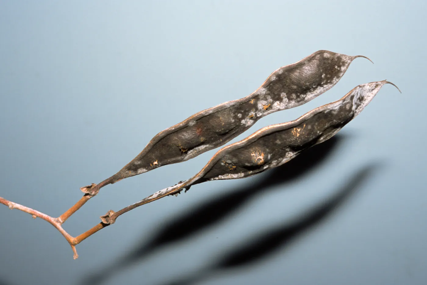 Erythrina falcata