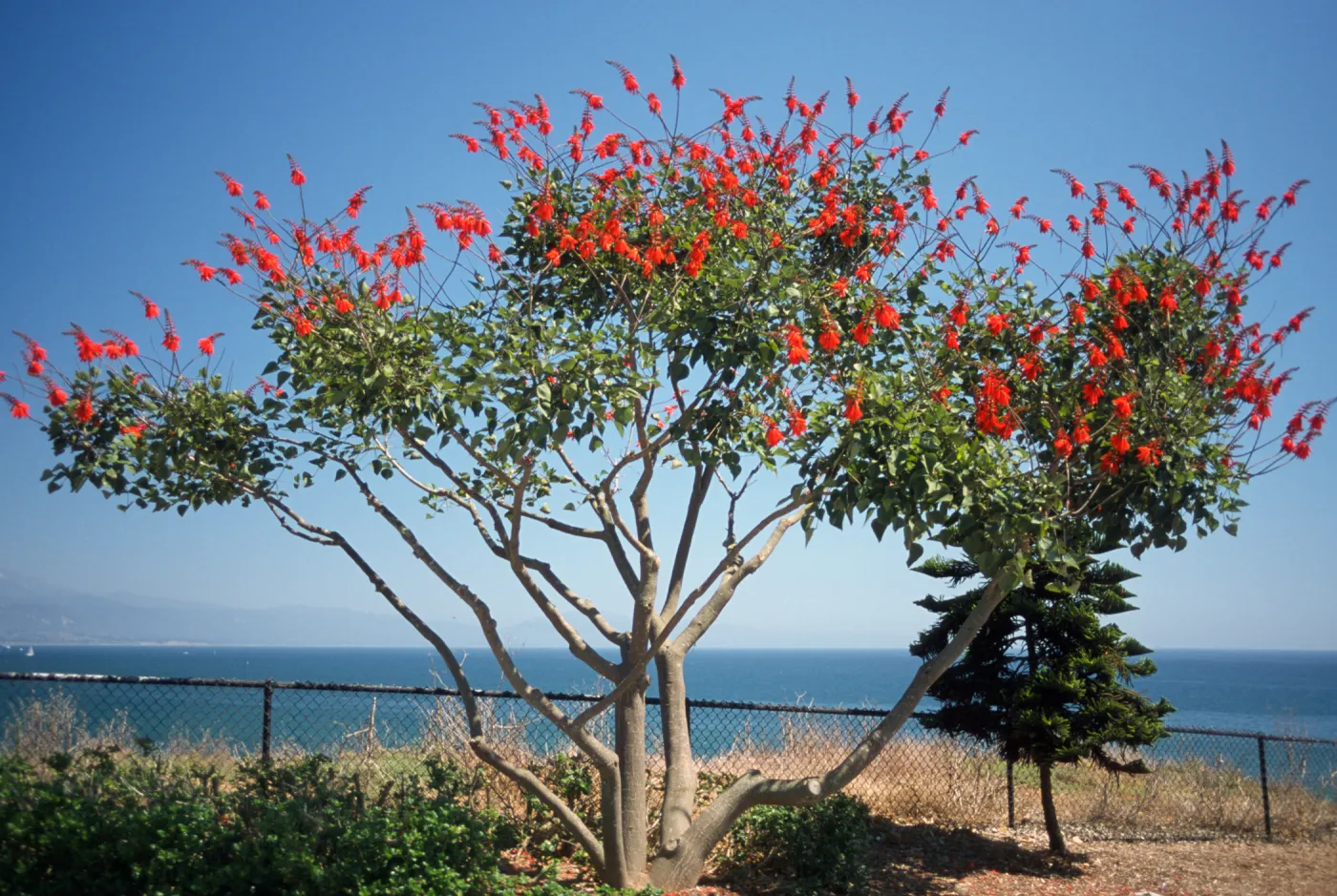 Erythrina humeana