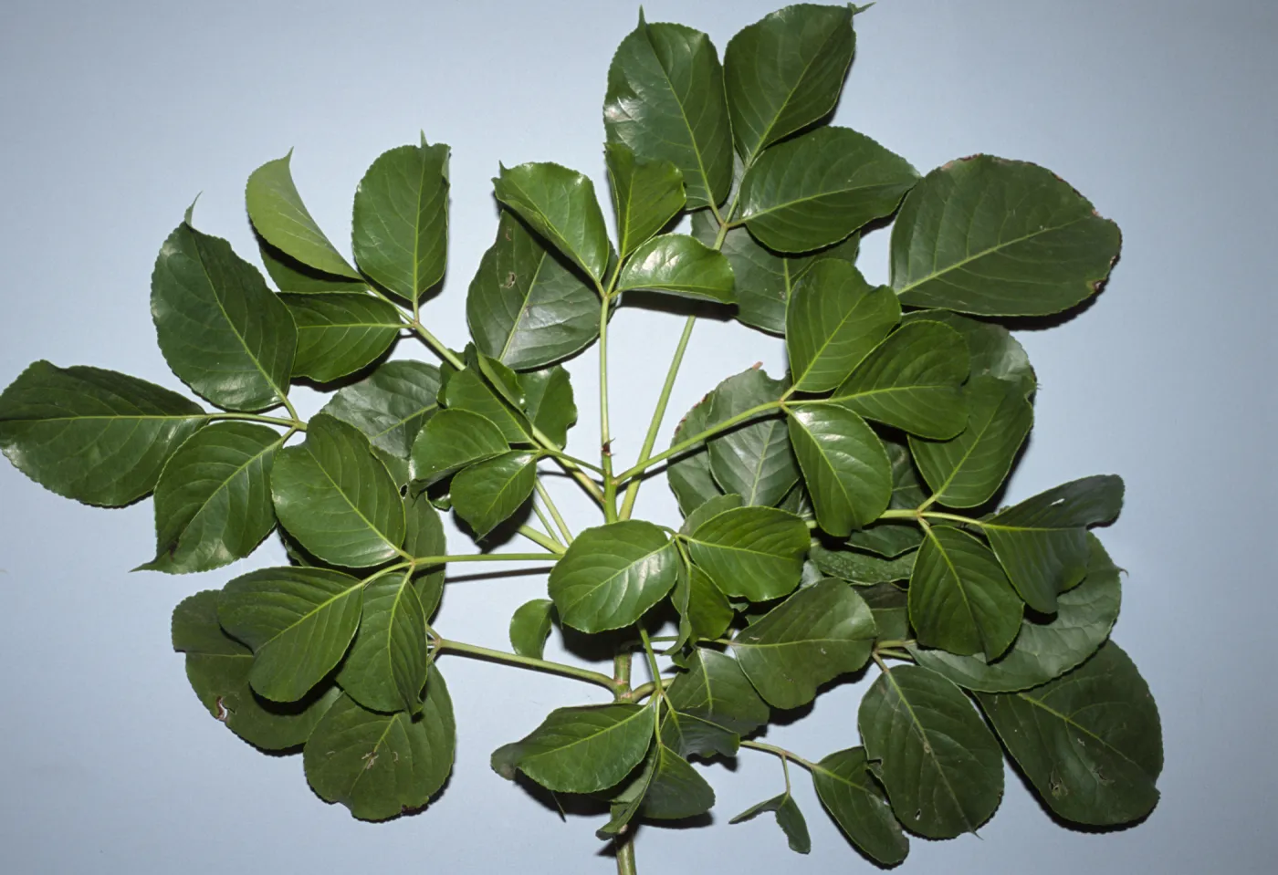 Erythrina latissima