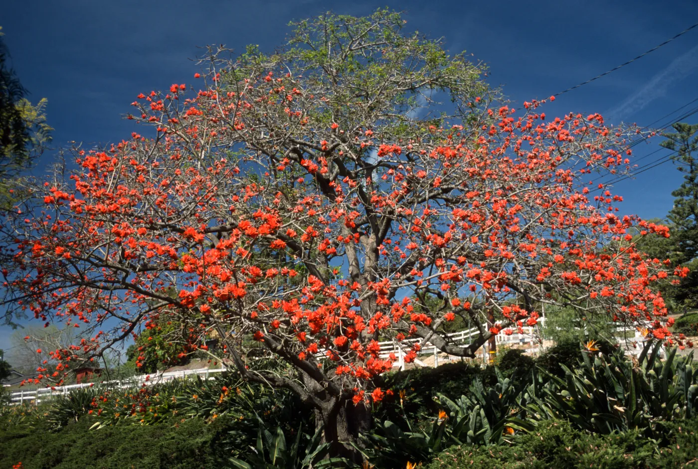 Erythrina lysistemon