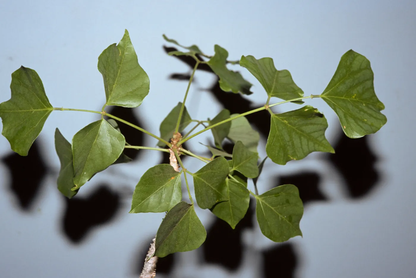 Erythrina lysistemon