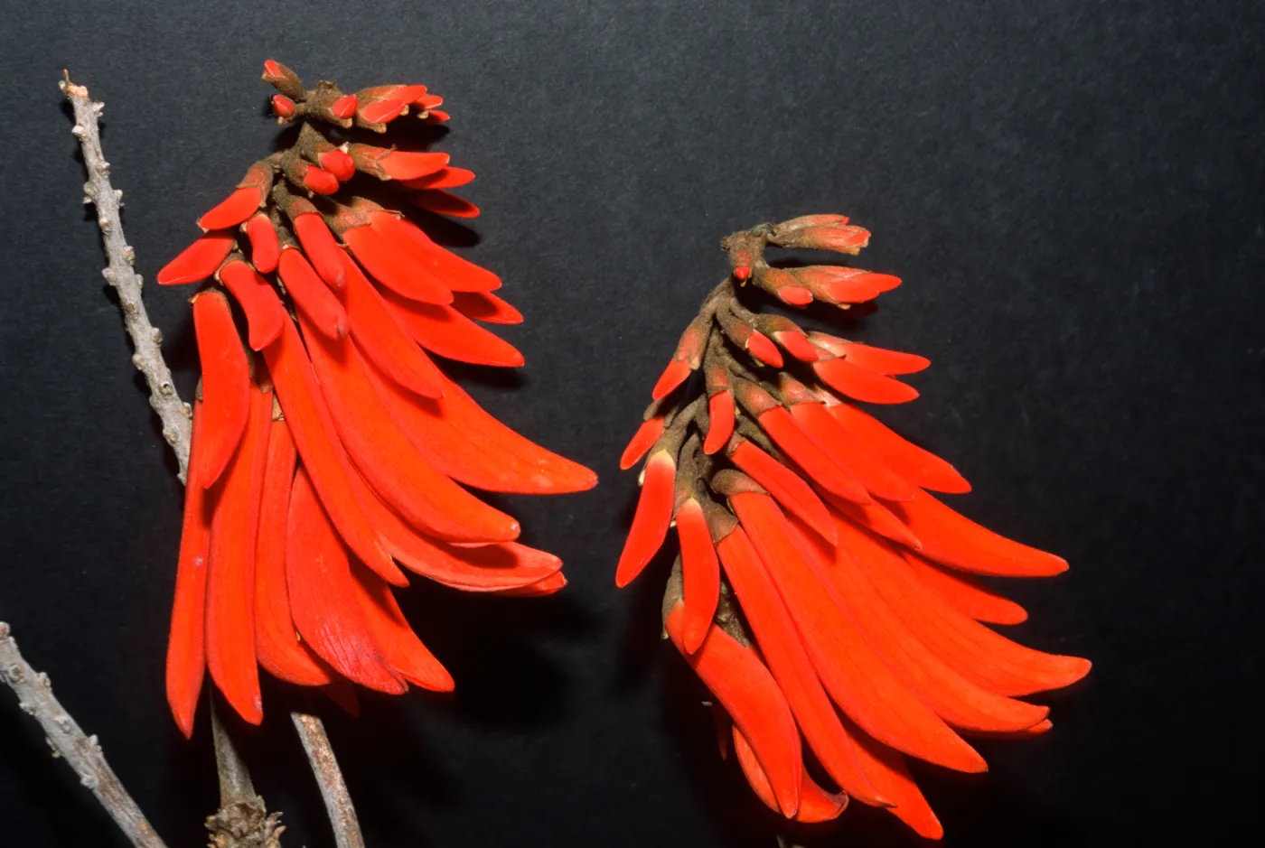 Erythrina lysistemon