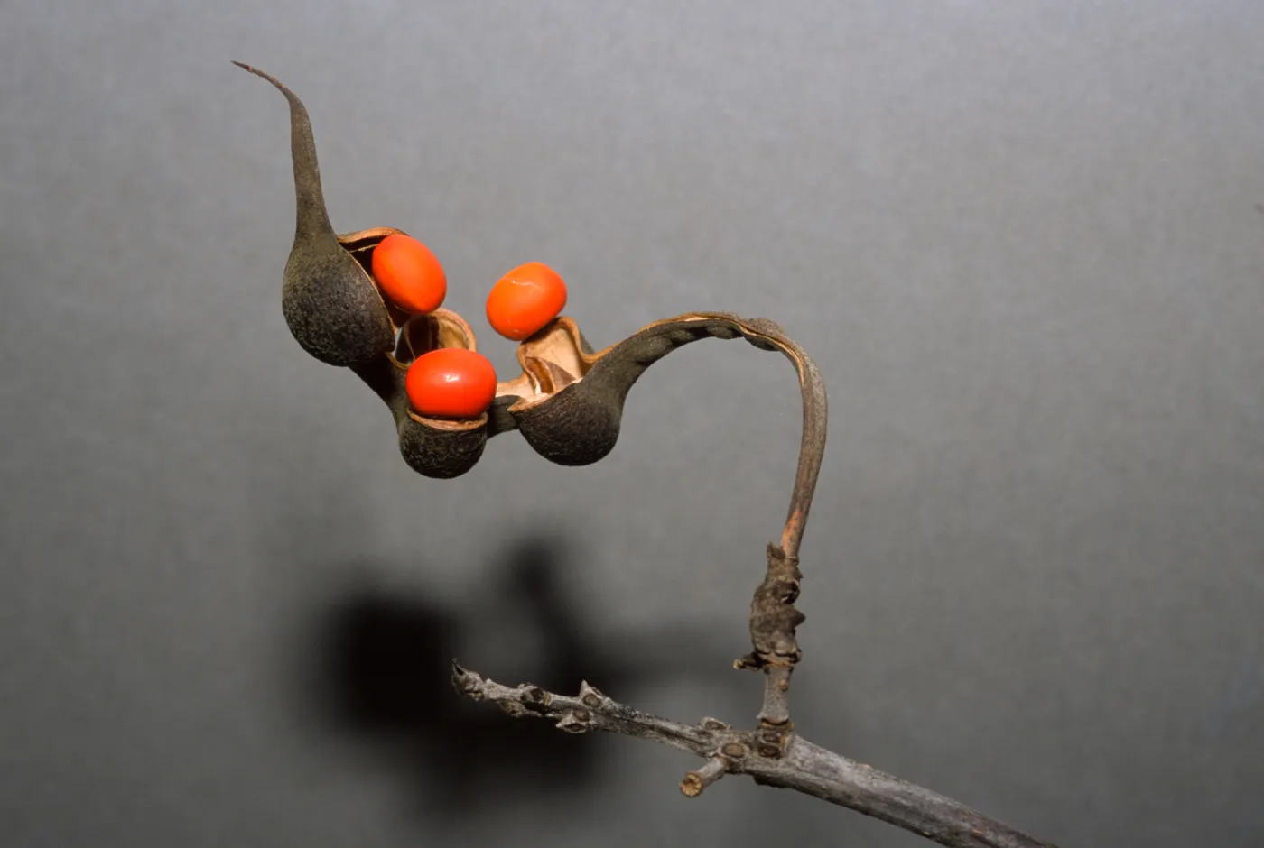 Erythrina lysistemon