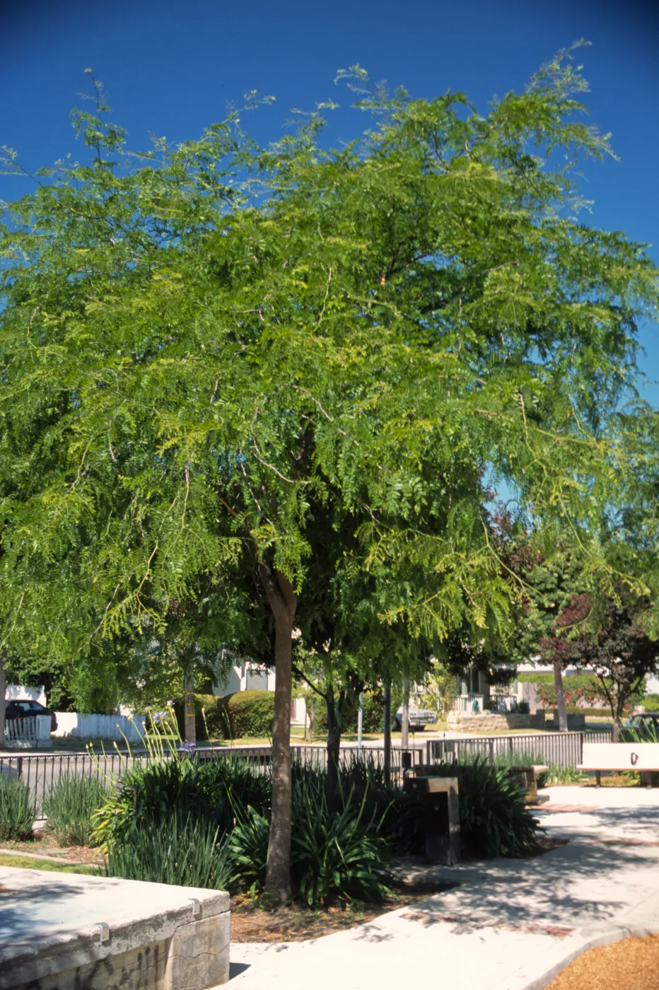 Gleditsia triacanthos f. inermis