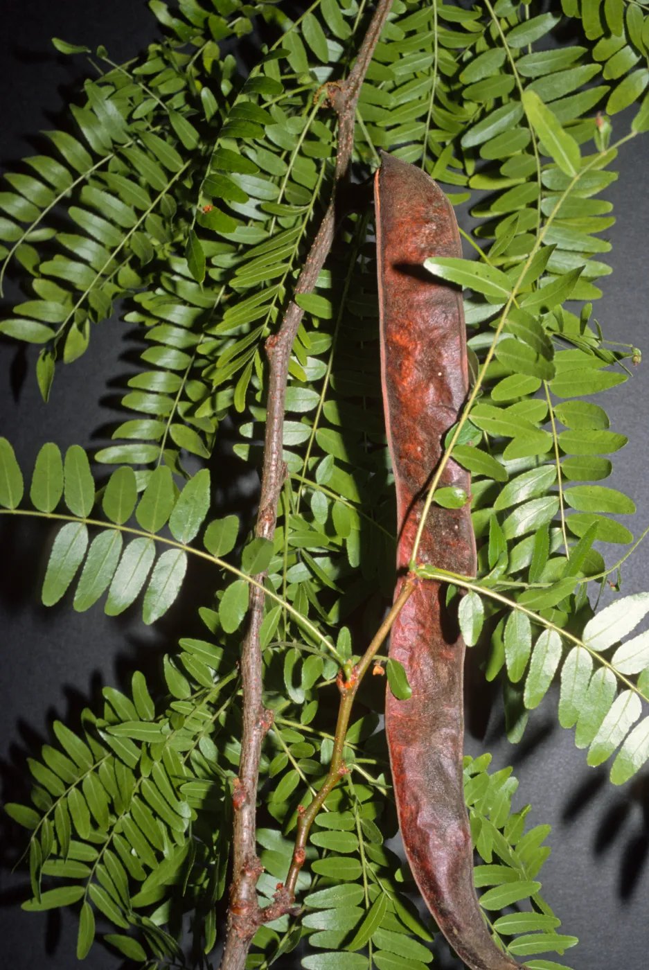 Gleditsia triacanthos f. inermis