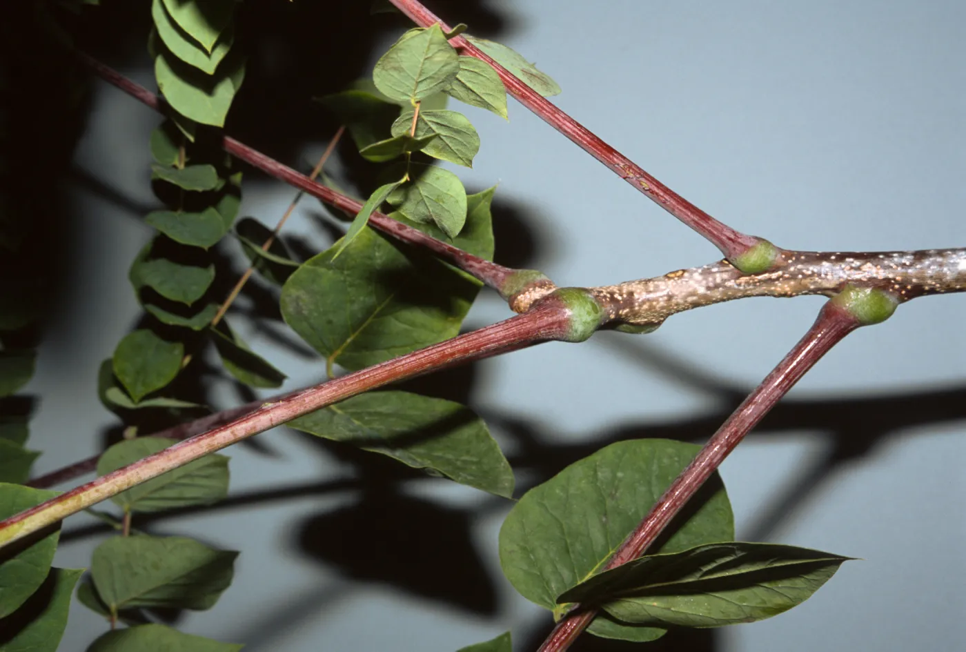 Gymnocladus dioica