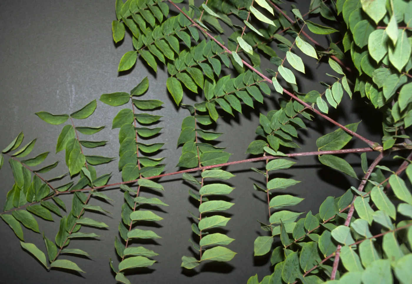 Gymnocladus dioica