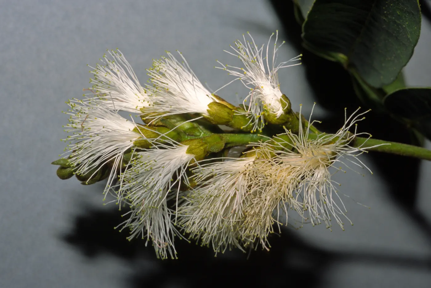 Inga pilosula