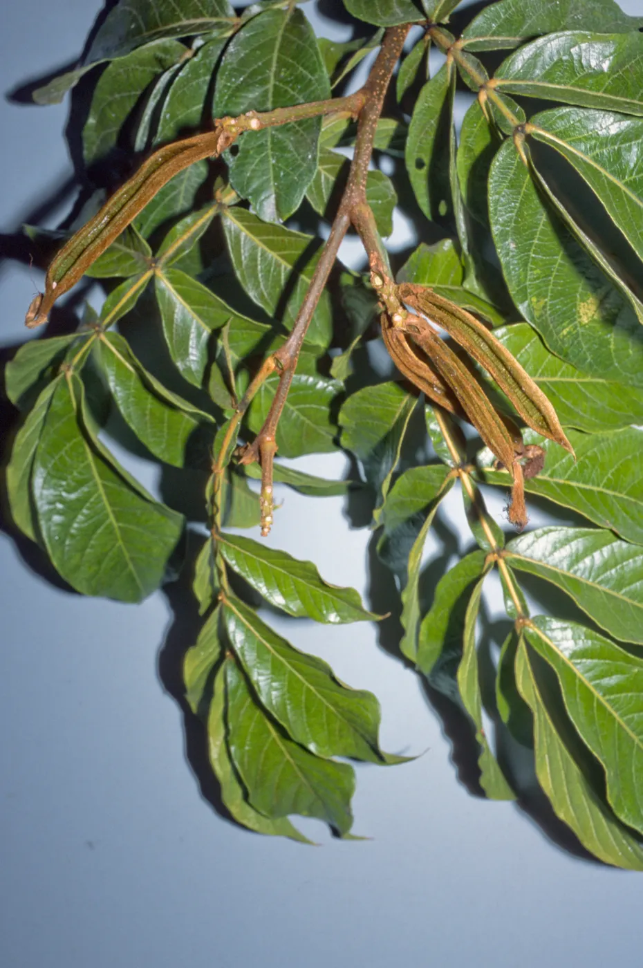 Inga pilosula