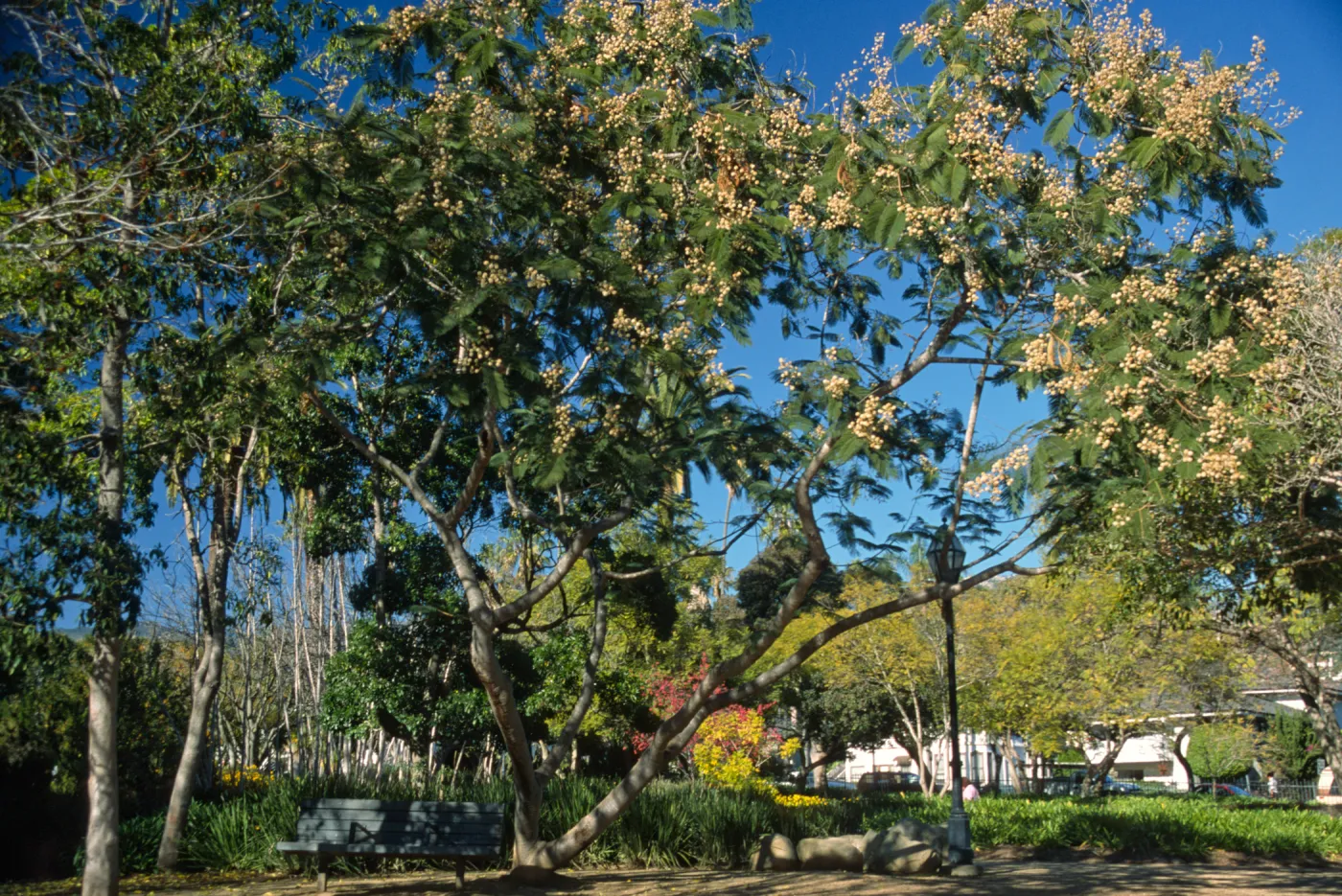 Leucaena esculenta