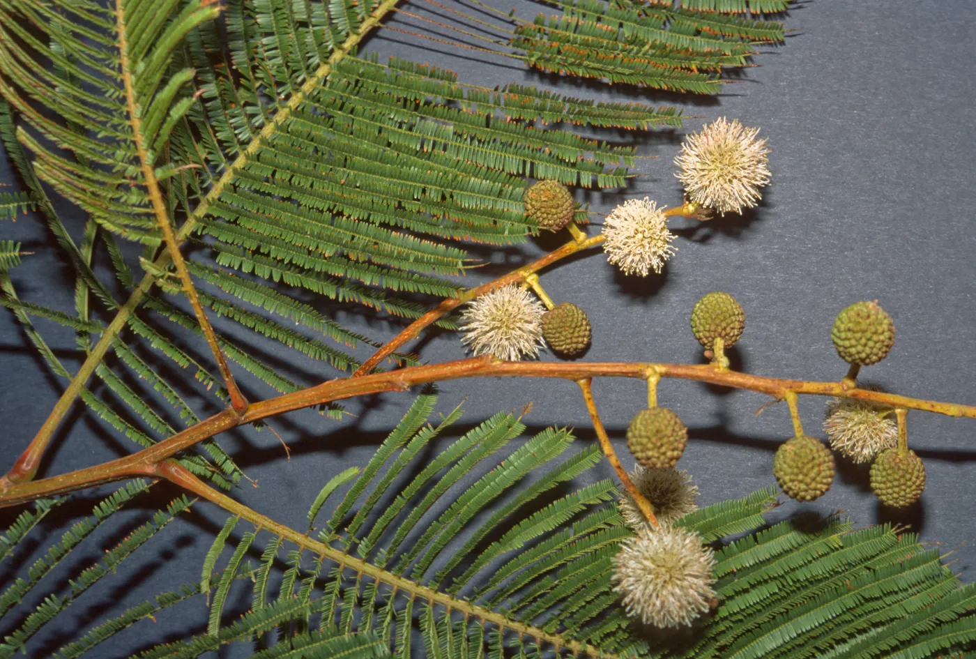 Leucaena esculenta