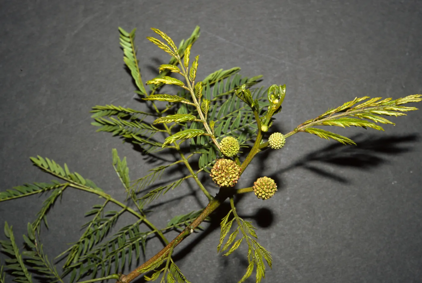 Leucaena leucocephala ssp. glabrata