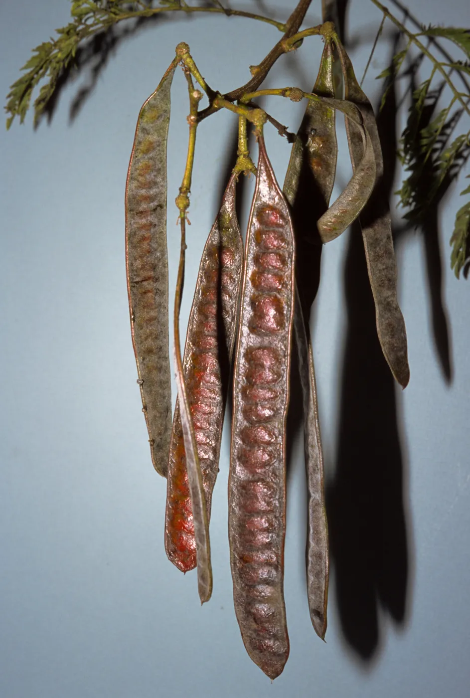 Leucaena leucocephala ssp. glabrata