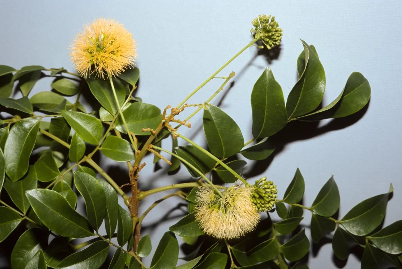 Pararchidendron pruinosum