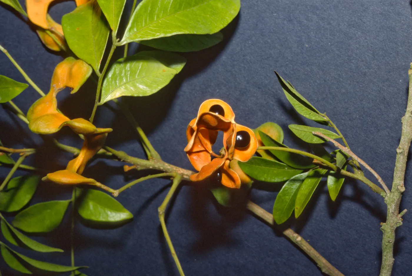 Pararchidendron pruinosum