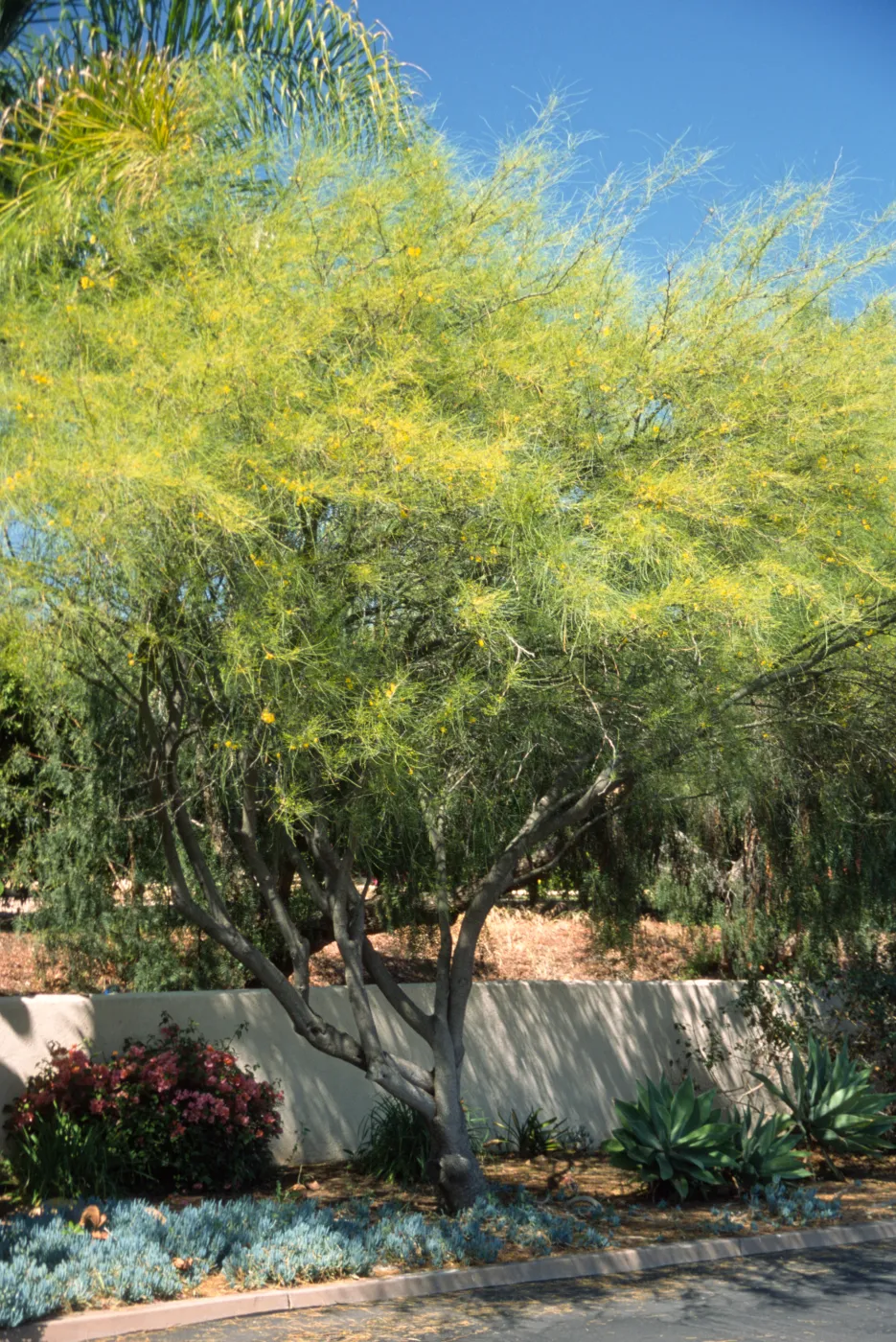 Parkinsonia aculeata