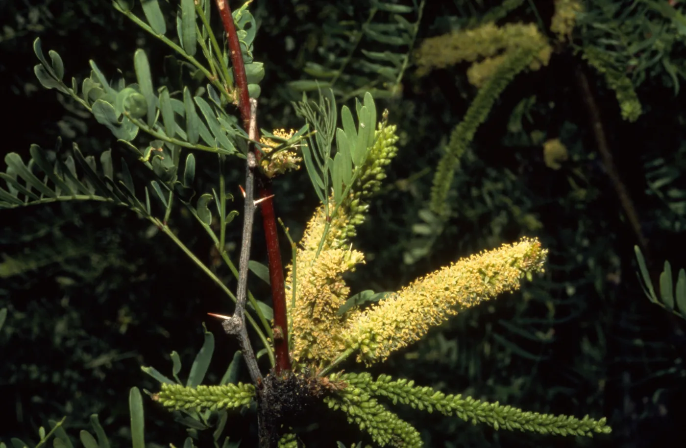 Prosopis glandulosa var. torreyana