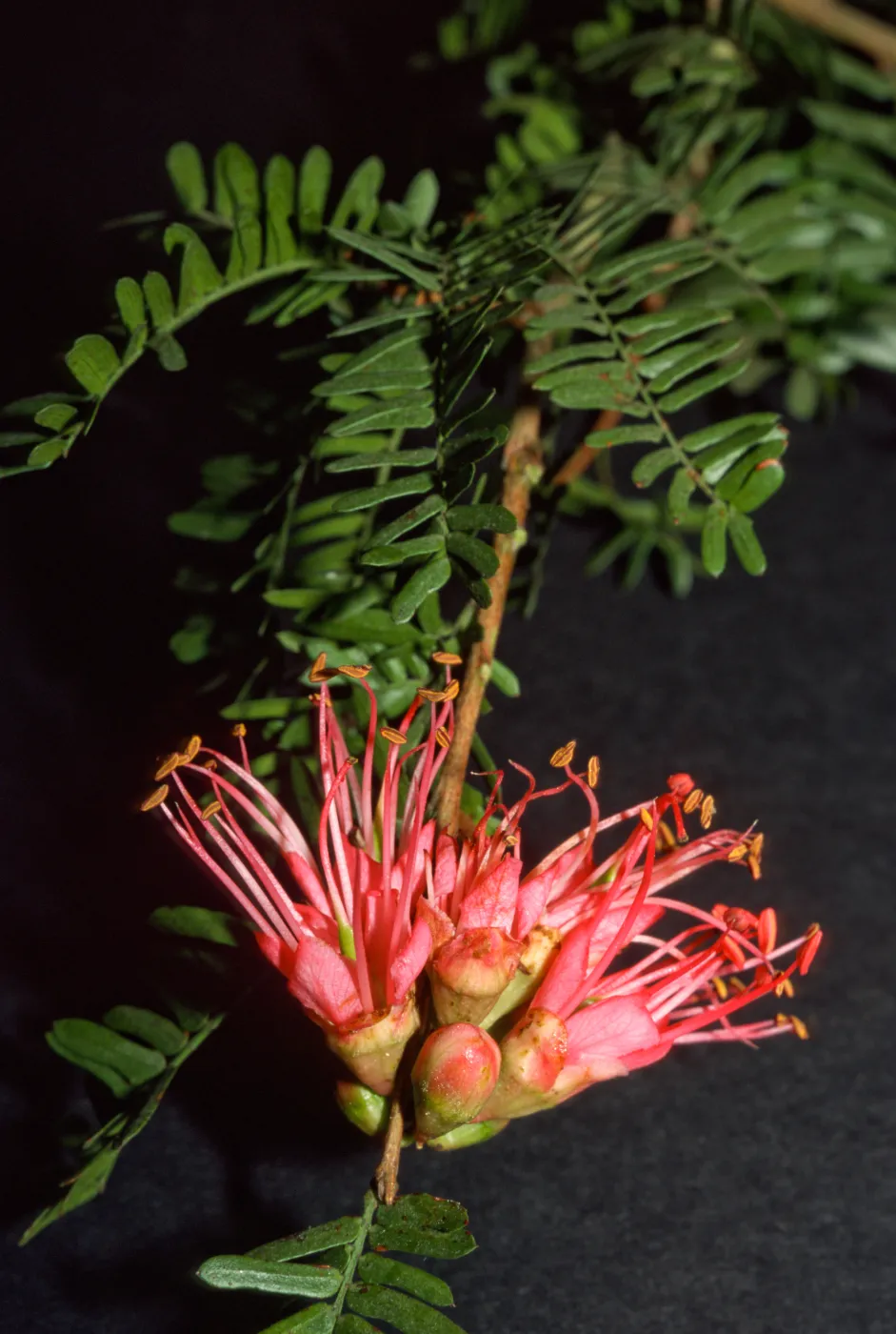 Schotia afra v. angustifolia