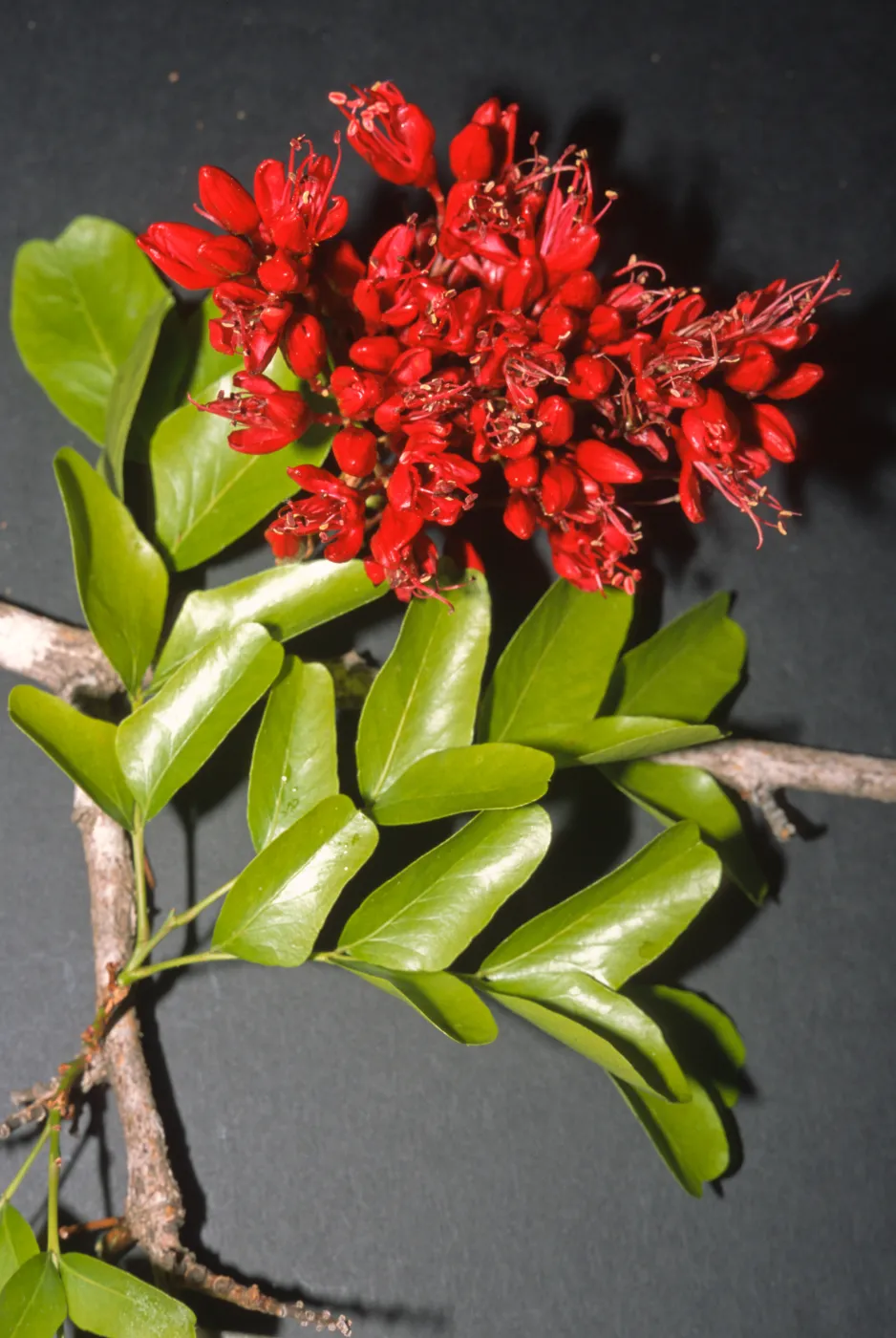schotia brachypetala