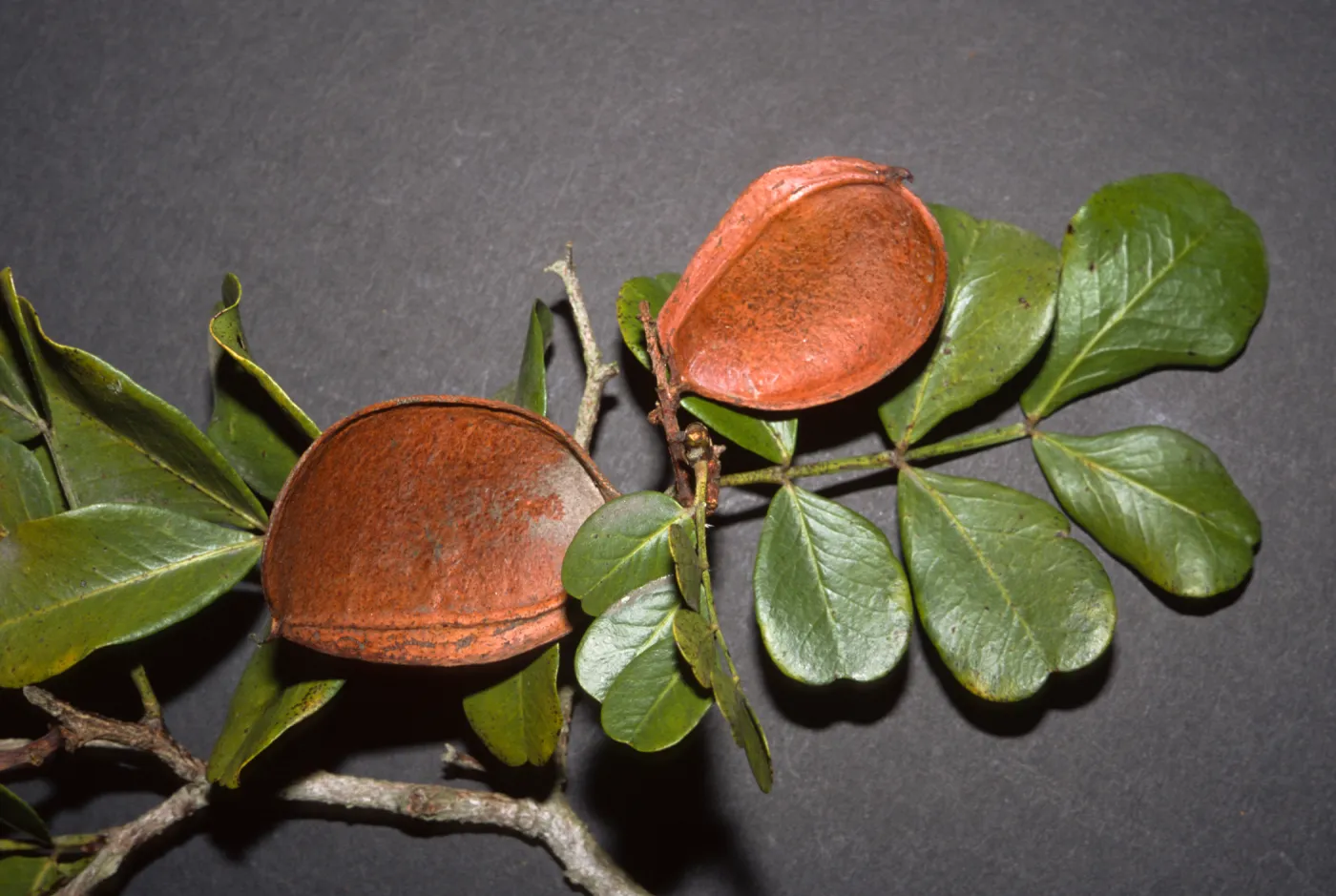 Schotia latifolia