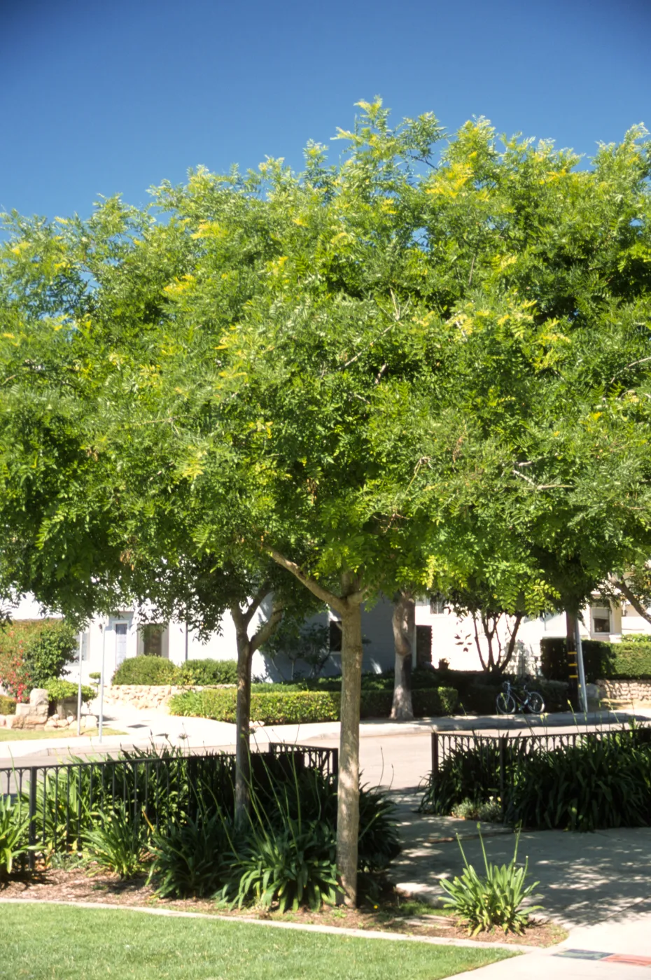 Sophora japonica