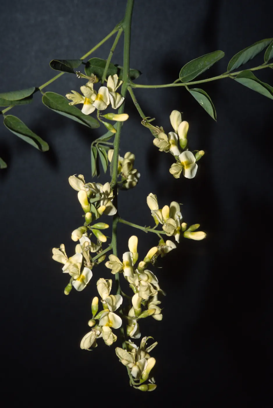 Sophora japonica