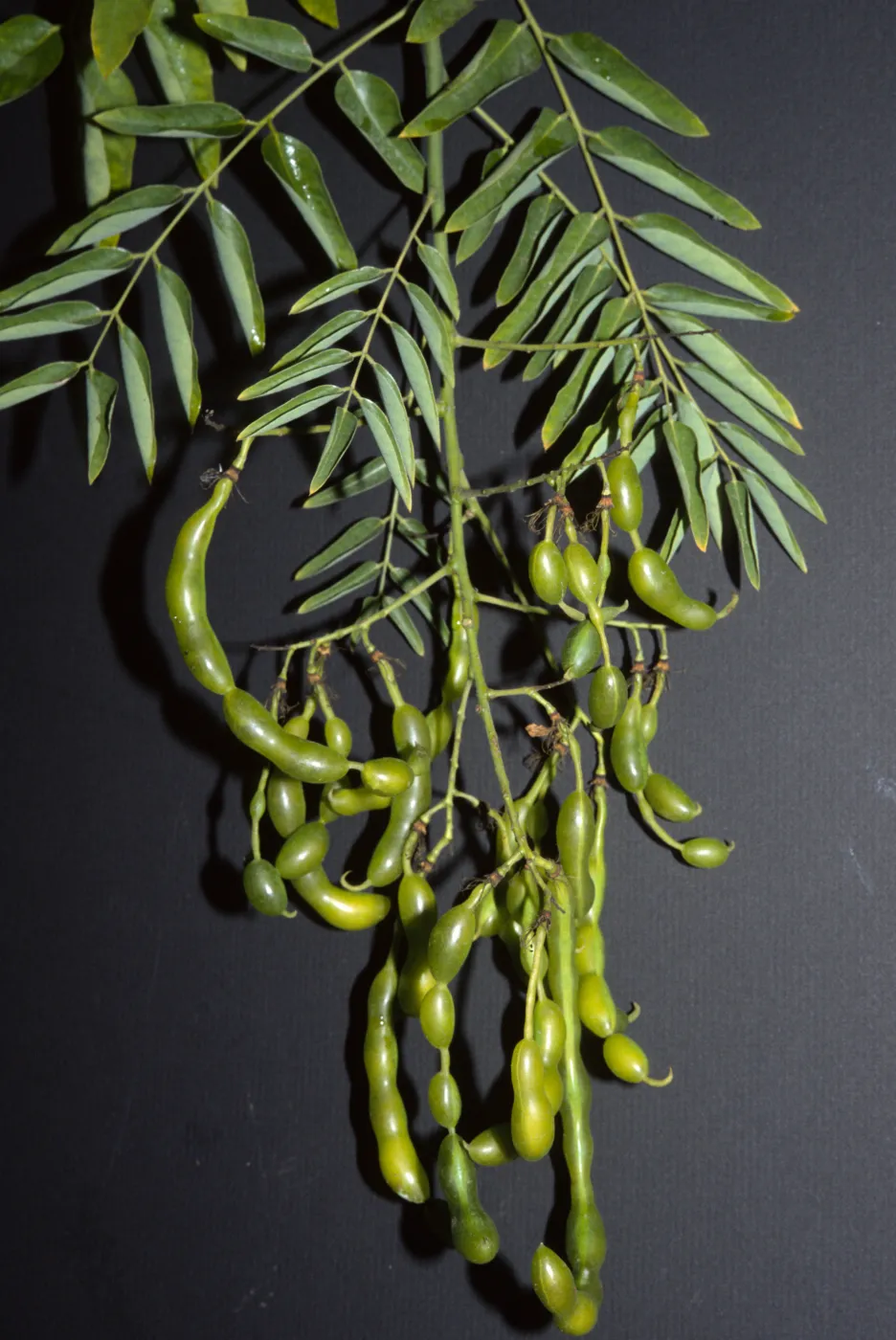 Sophora japonica
