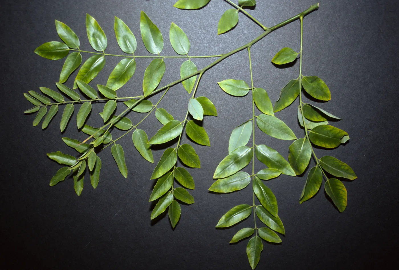 Sophora japonica