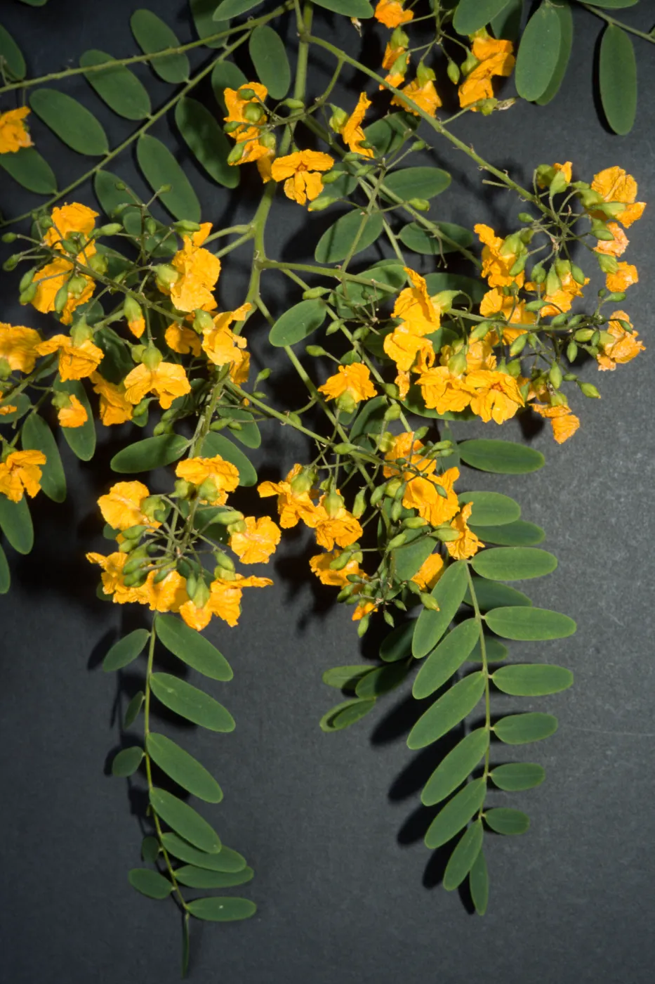 Tipuana tipu