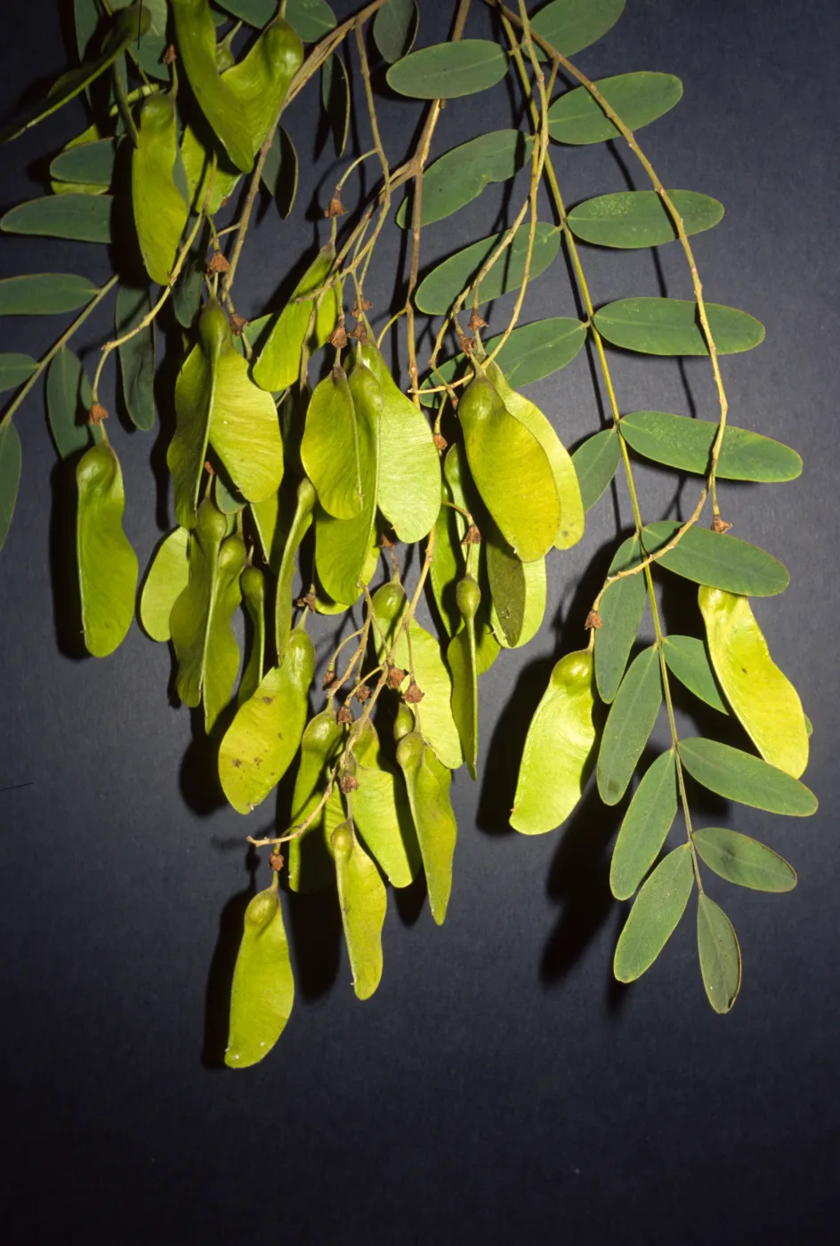 Tipuana tipu