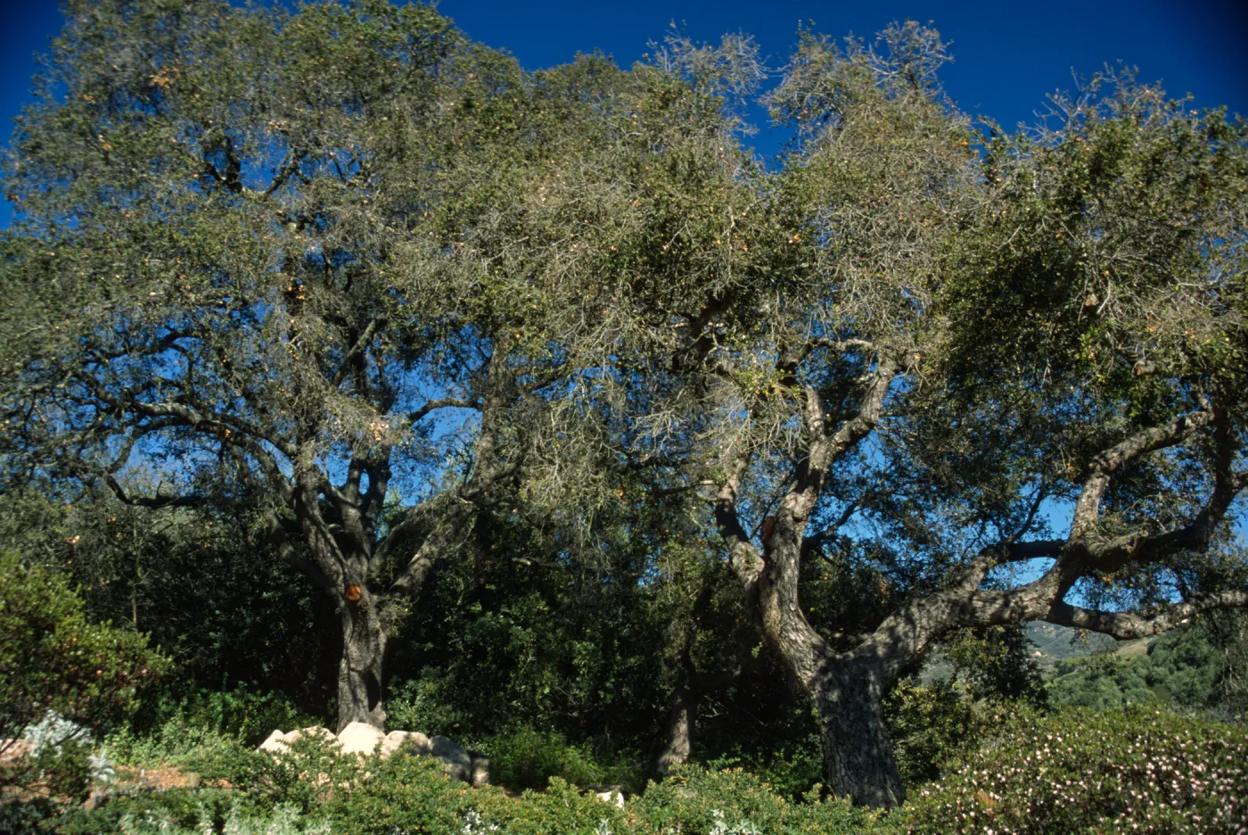 Quercus agrifolia