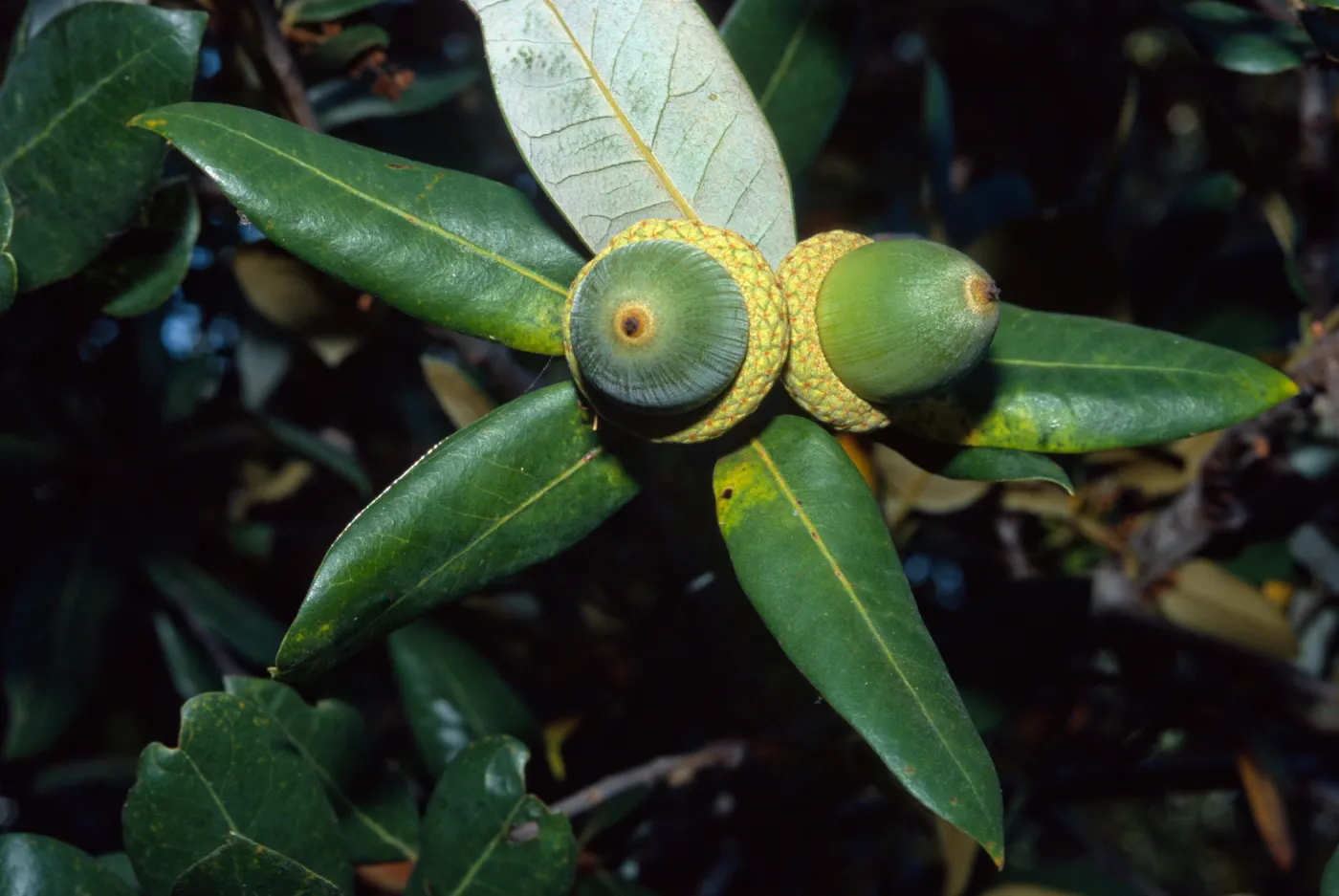 Quercus chrysolepis