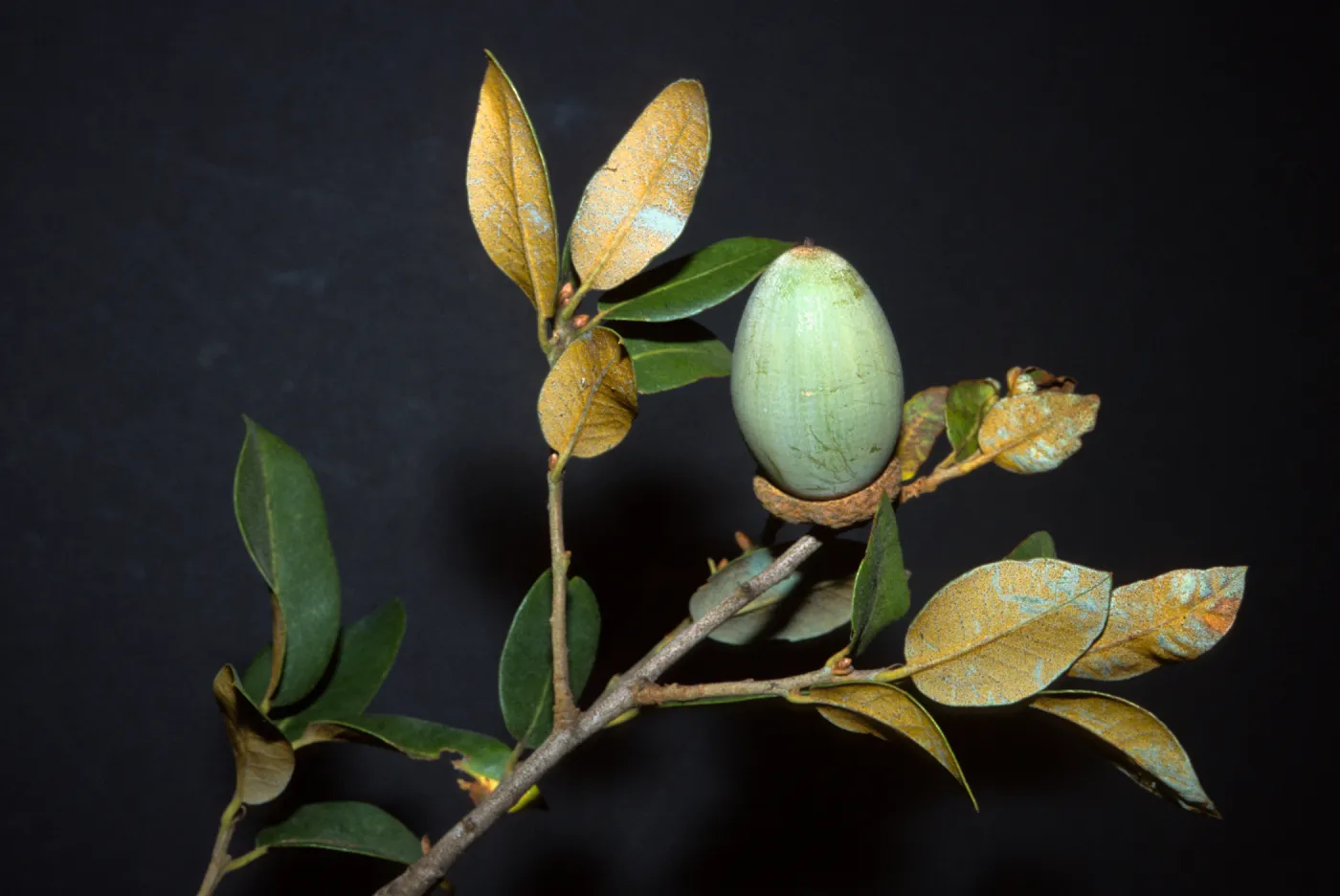 Quercus chrysolepis