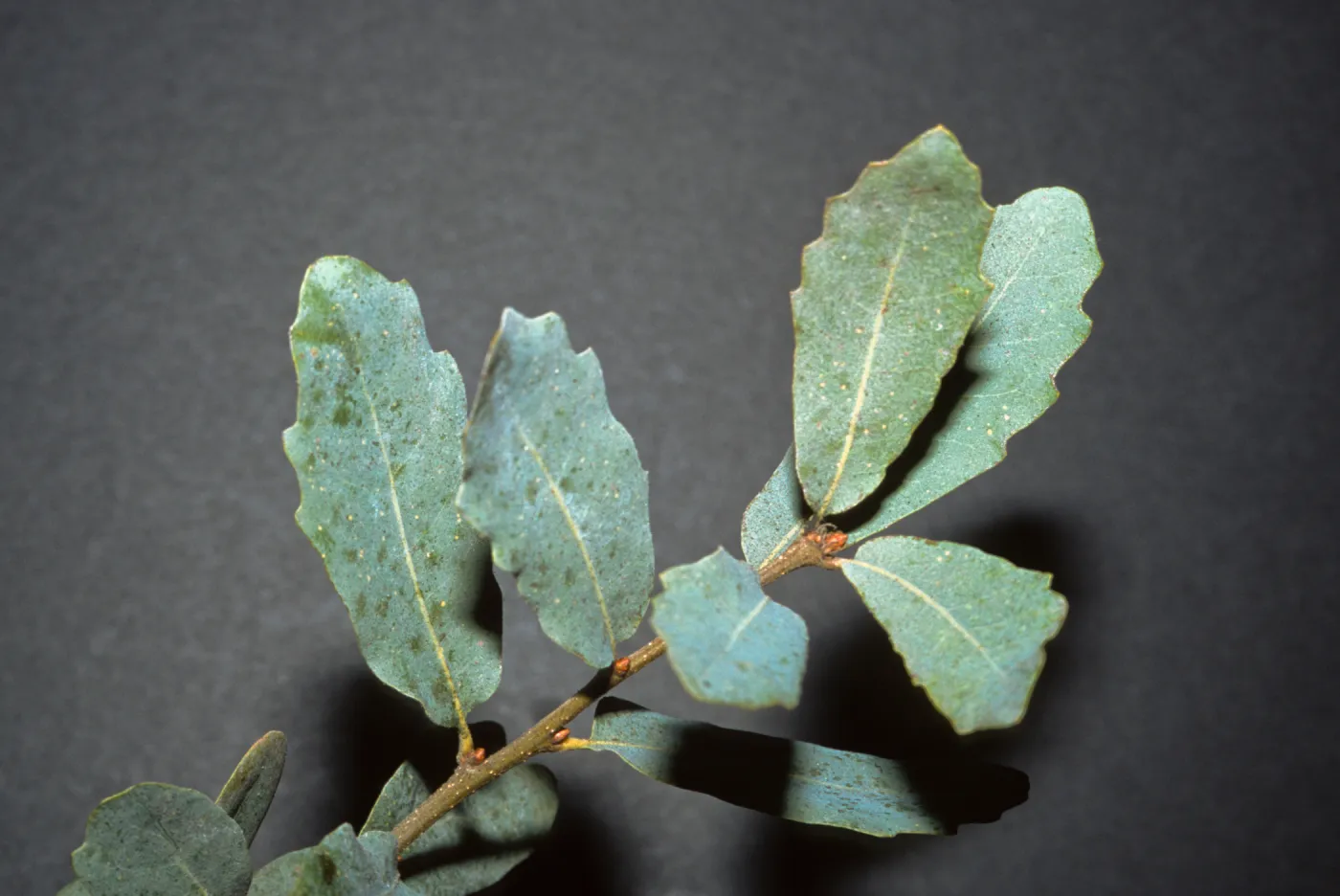 Quercus engelmannii
