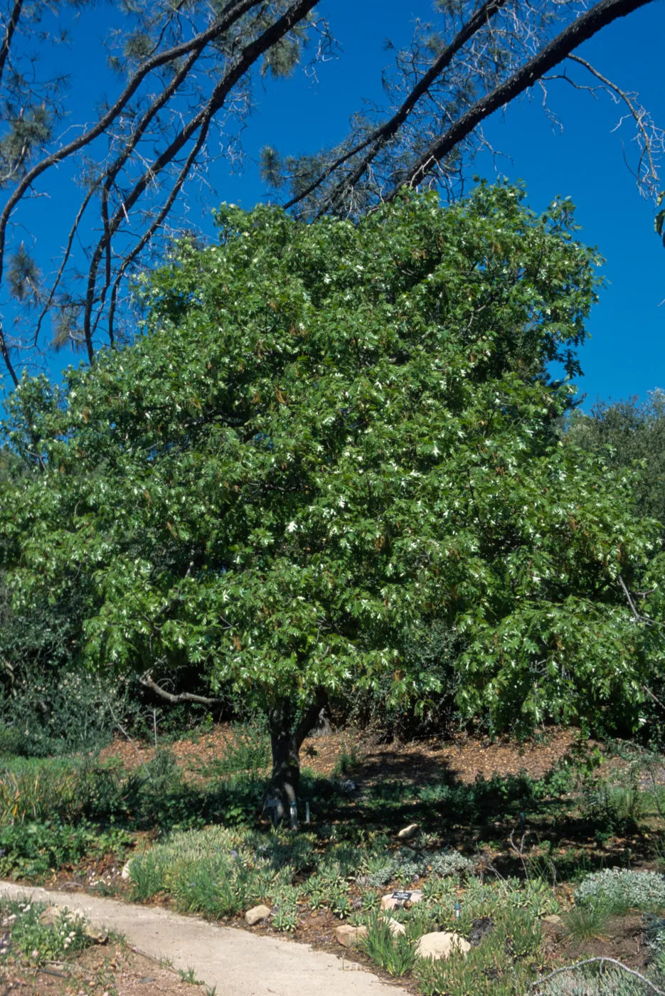 Quercus kelloggii