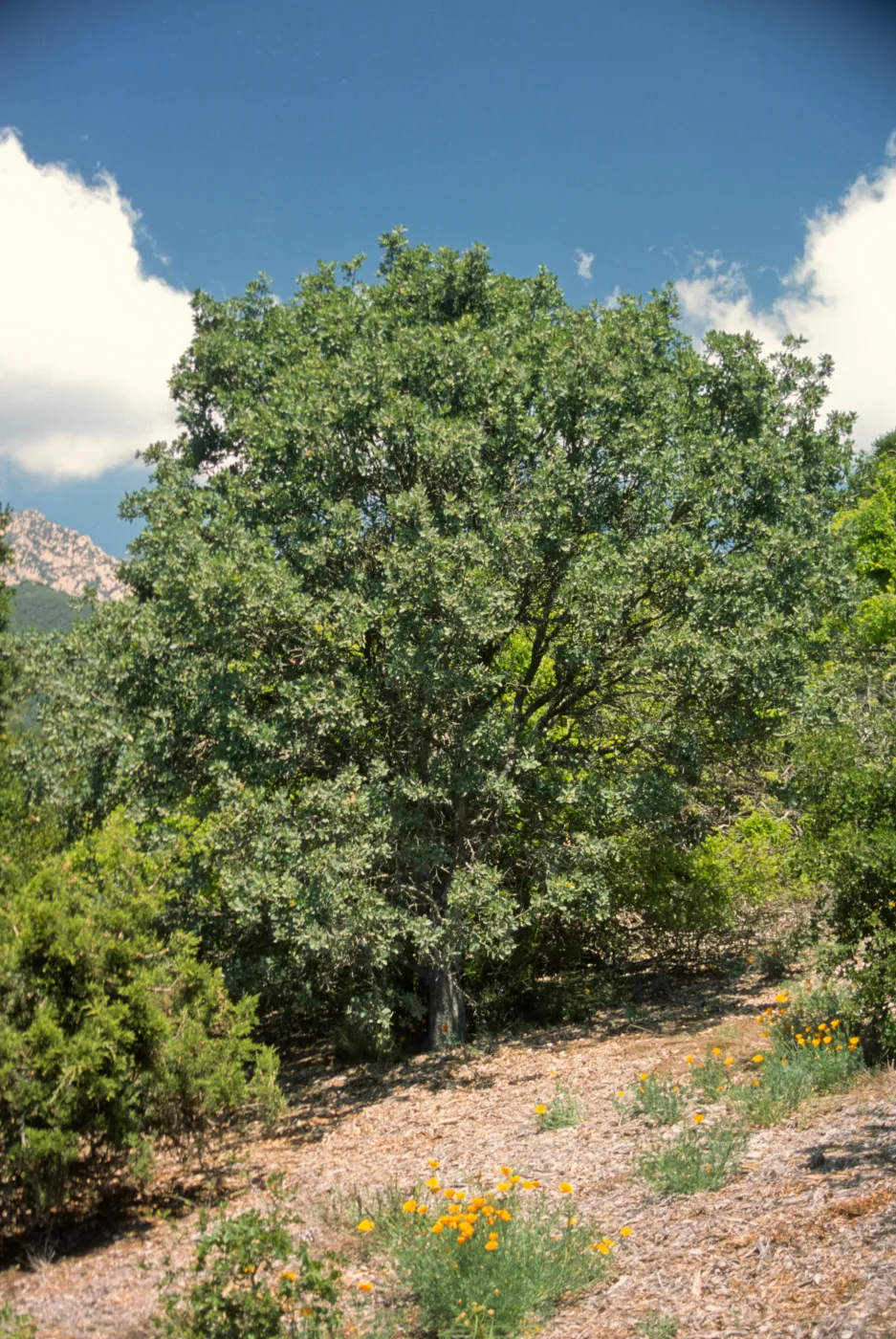 Quercus x kinseliae