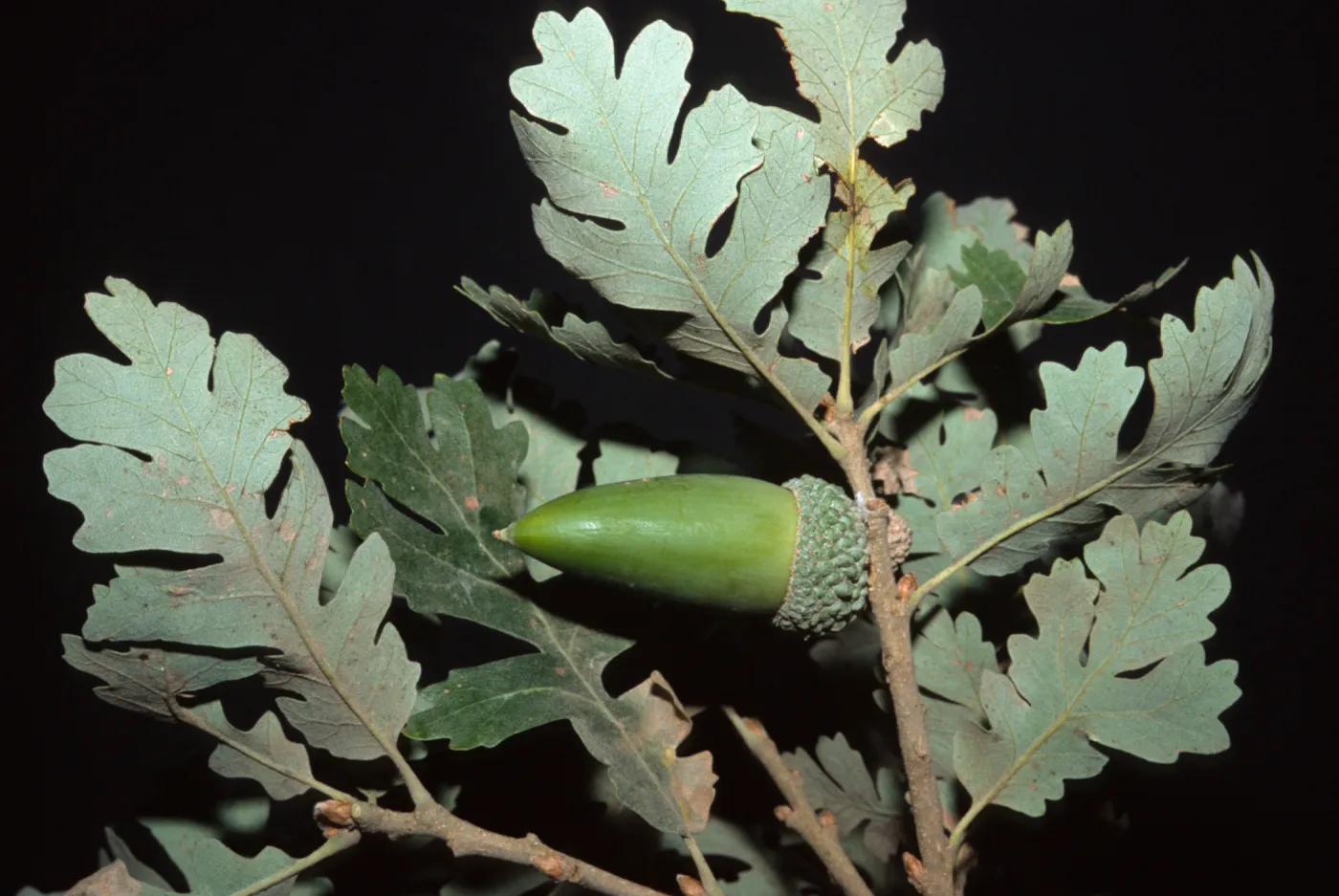 Quercus lobata