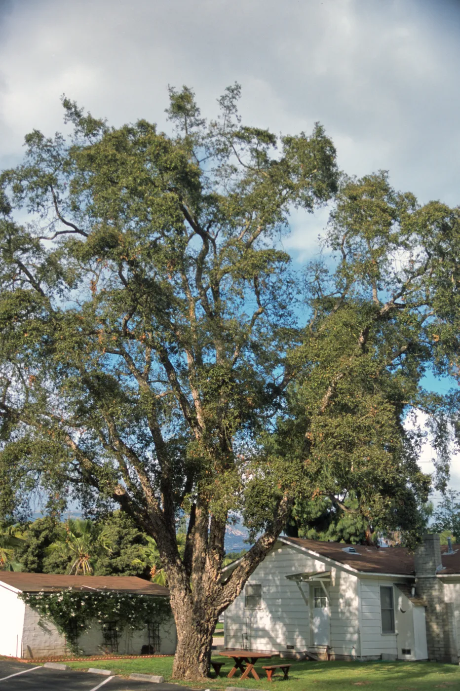 Quercus suber