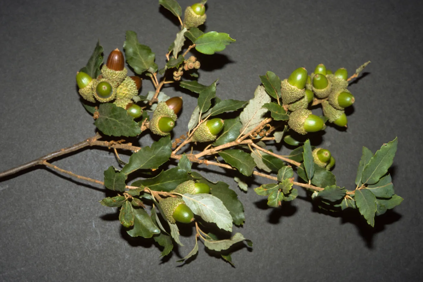 Quercus suber