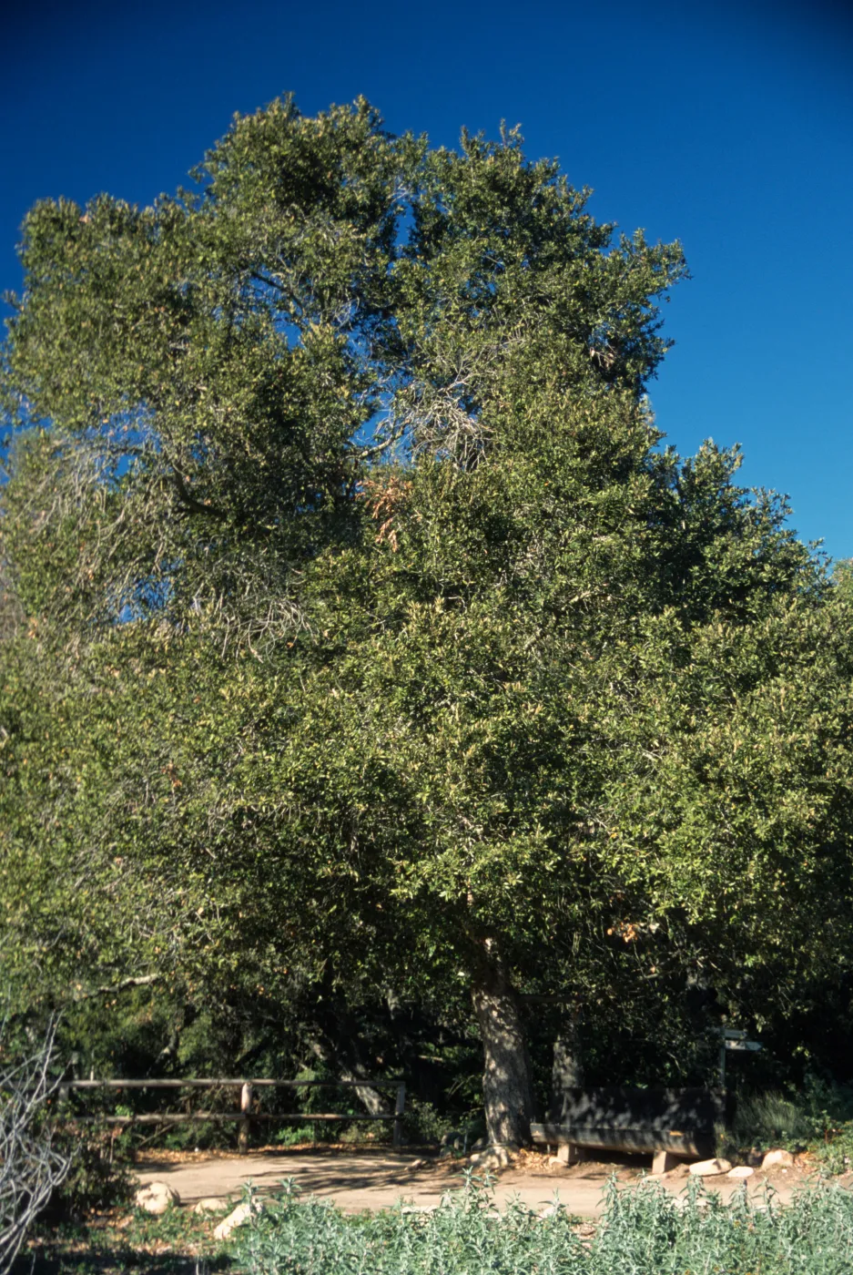Quercus tomentella