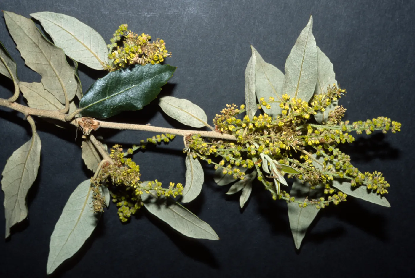 Quercus tomentella