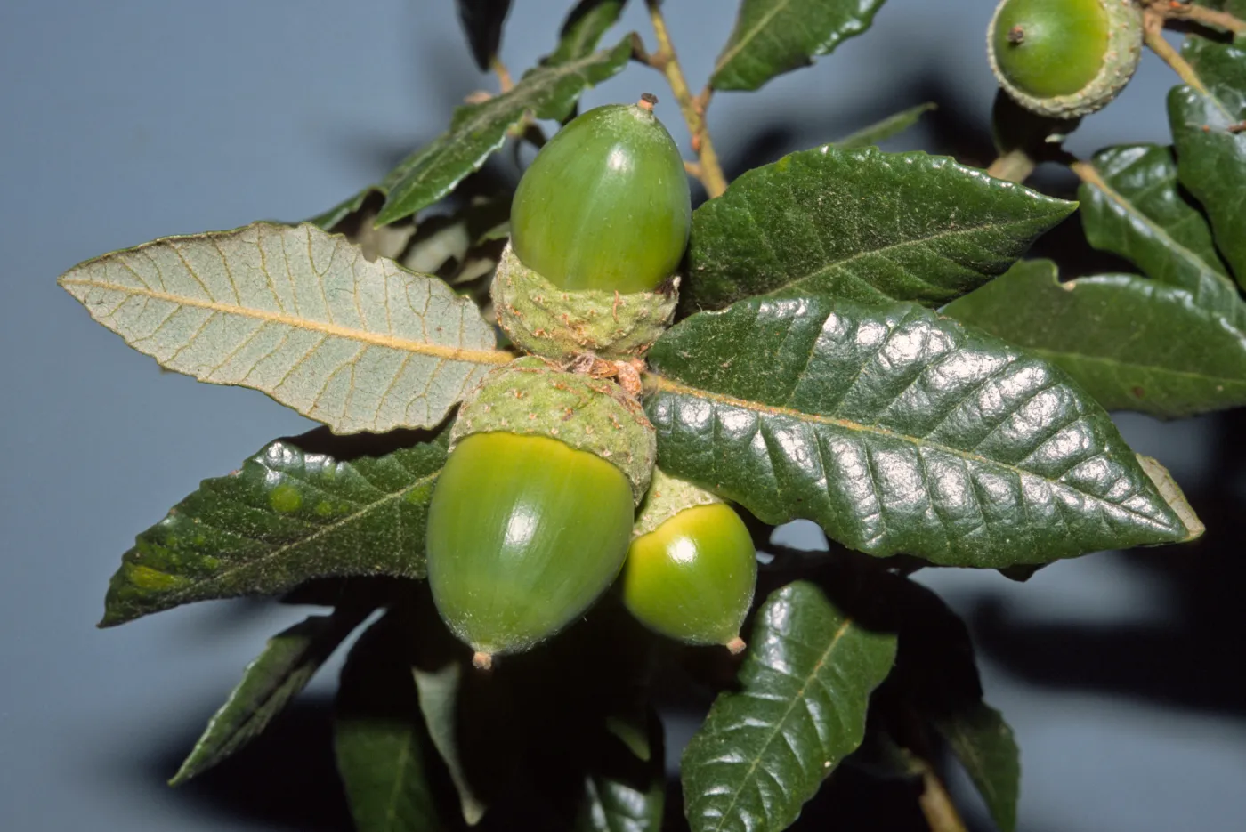 Quercus tomentella