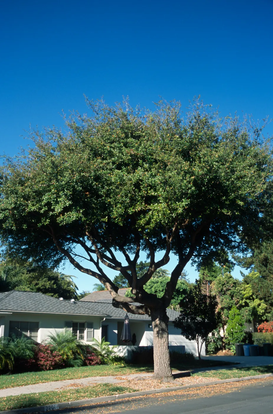 Quercus virginia