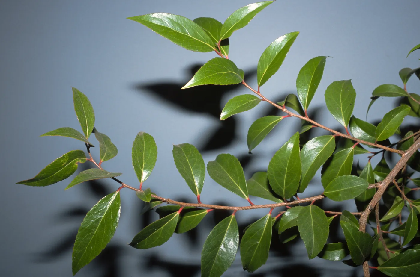 Xylosma congesta