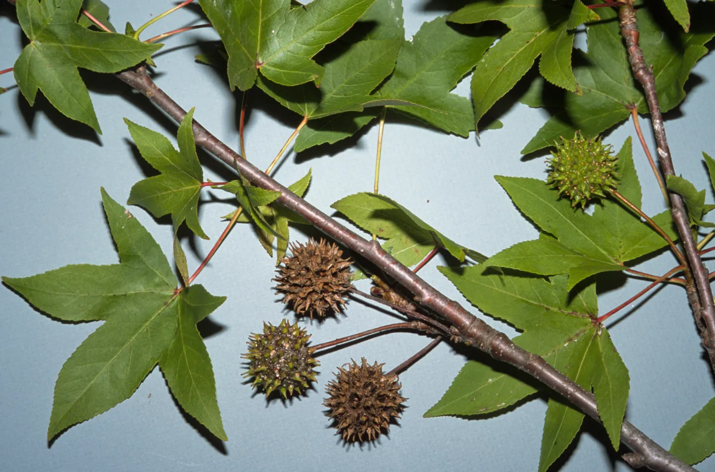 Liquidambar orientalis